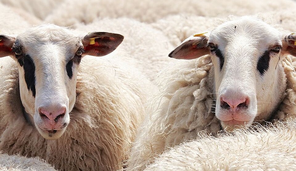 Bugarin proglašen 2013. mrtvim – pronađen živ: Čuvao ovce na planinama, a zatim lutao šumama