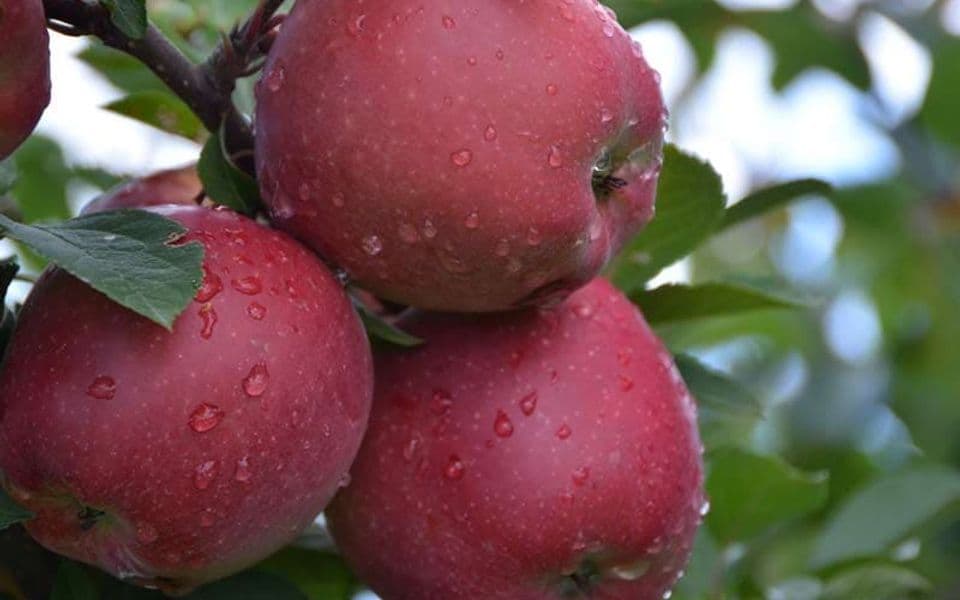 Svi jedemo jabuke pogrešno: Nutricionisti otkrivaju najbolji trenutak za nju kako biste podigli energiju